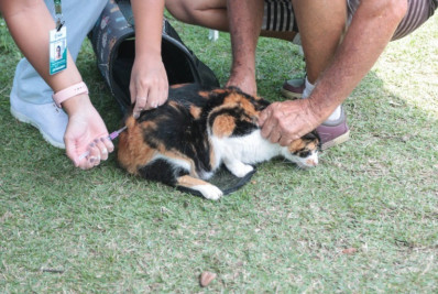 Saquarema inicia campanha de vacinação antirrábica para cães e gatos