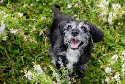 Frio intensifica dores e limitações em pets com doenças articulares 