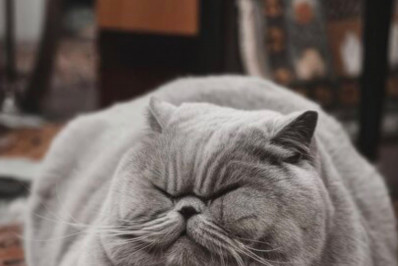 Obesidade em cães e gatos vai além do excesso de carinho 