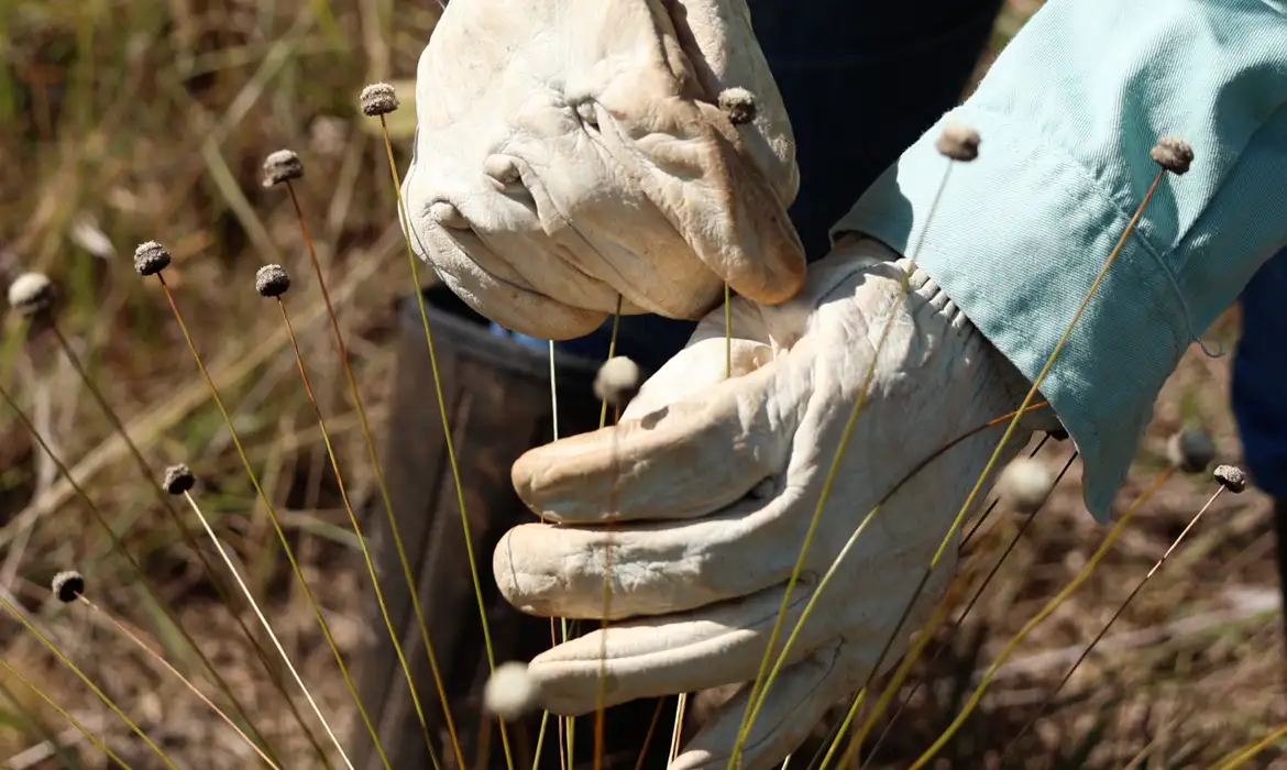Pesquisadores encontram plantas consideradas extintas há 30 anos