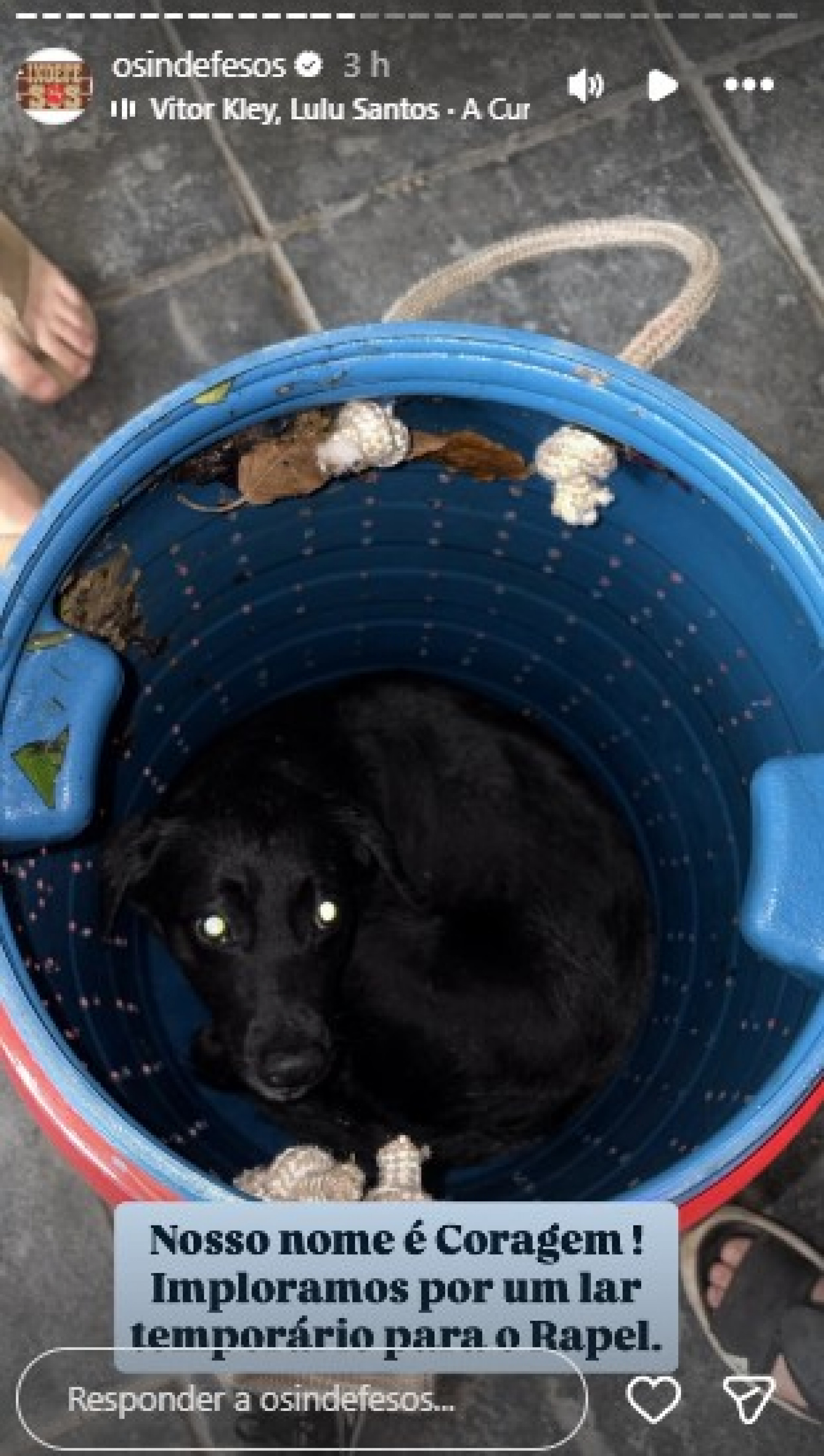 ONG pediu lar temporário para cão resgatado pelo Corpo de Bombeiros - Reprodução de vídeo / Instagram