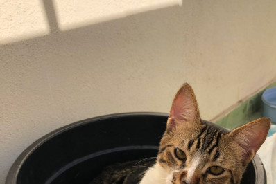 Caxias Shopping recebe mais uma edição da campanha de adoção de pets