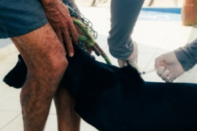 NCZ fecha o cerco contra raiva animal em SJ da Barra
