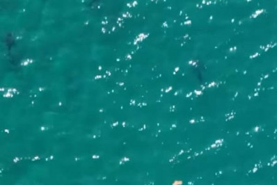 Baía da Ilha Grande se consolida como refúgio de tubarões