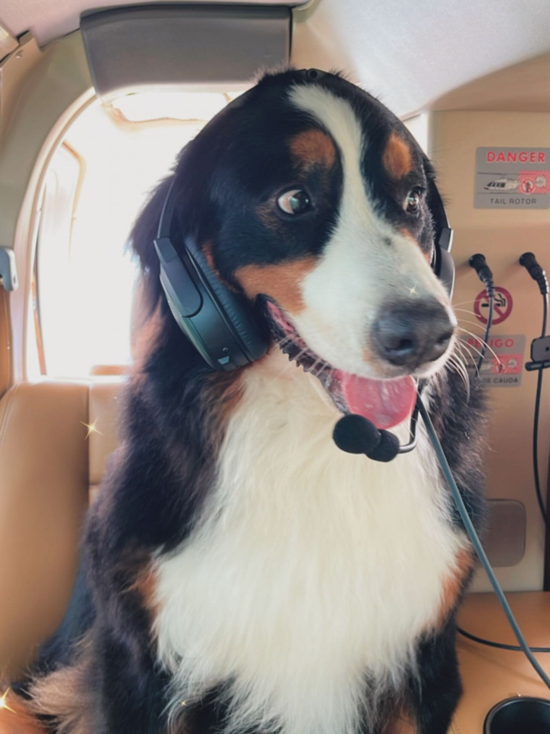 Angélica lamenta morte de cachorro da família, Obama - Reprodução / Instagram