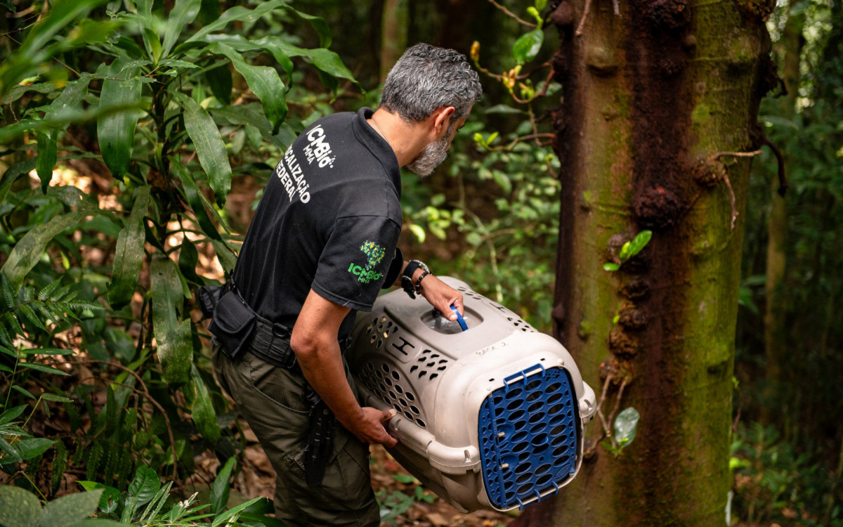 Animais silvestres s&atilde;o devolvidos &agrave; natureza ap&oacute;s recupera&ccedil;&atilde;o