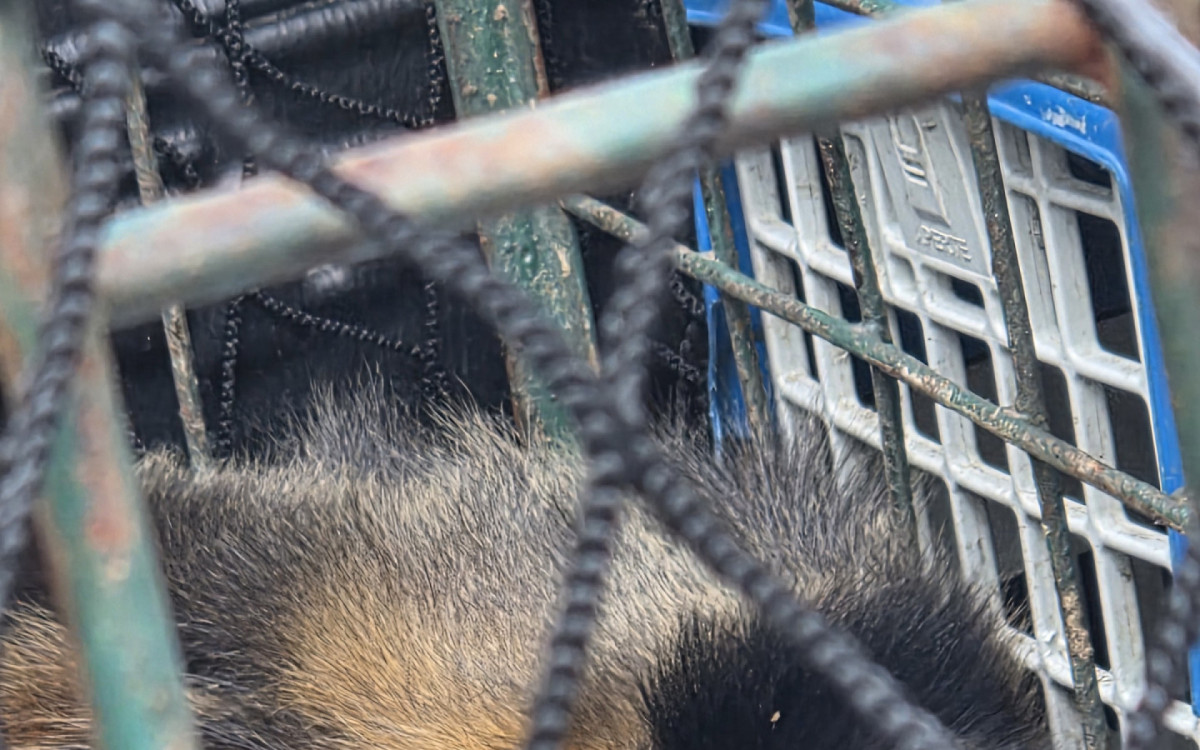 Macaco-prego foi resgatado na Floresta da Tijuca