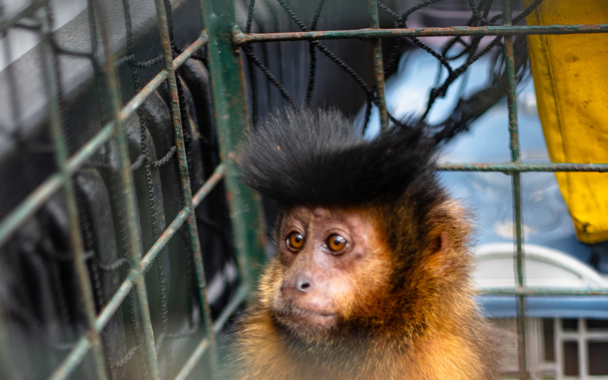 Macaco-prego sofreu traumatismo craniano antes do resgate