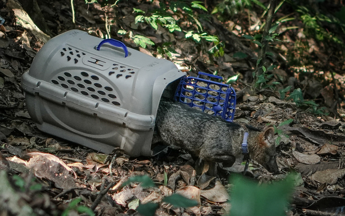 Animais passaram por atendimento veterin&aacute;rio