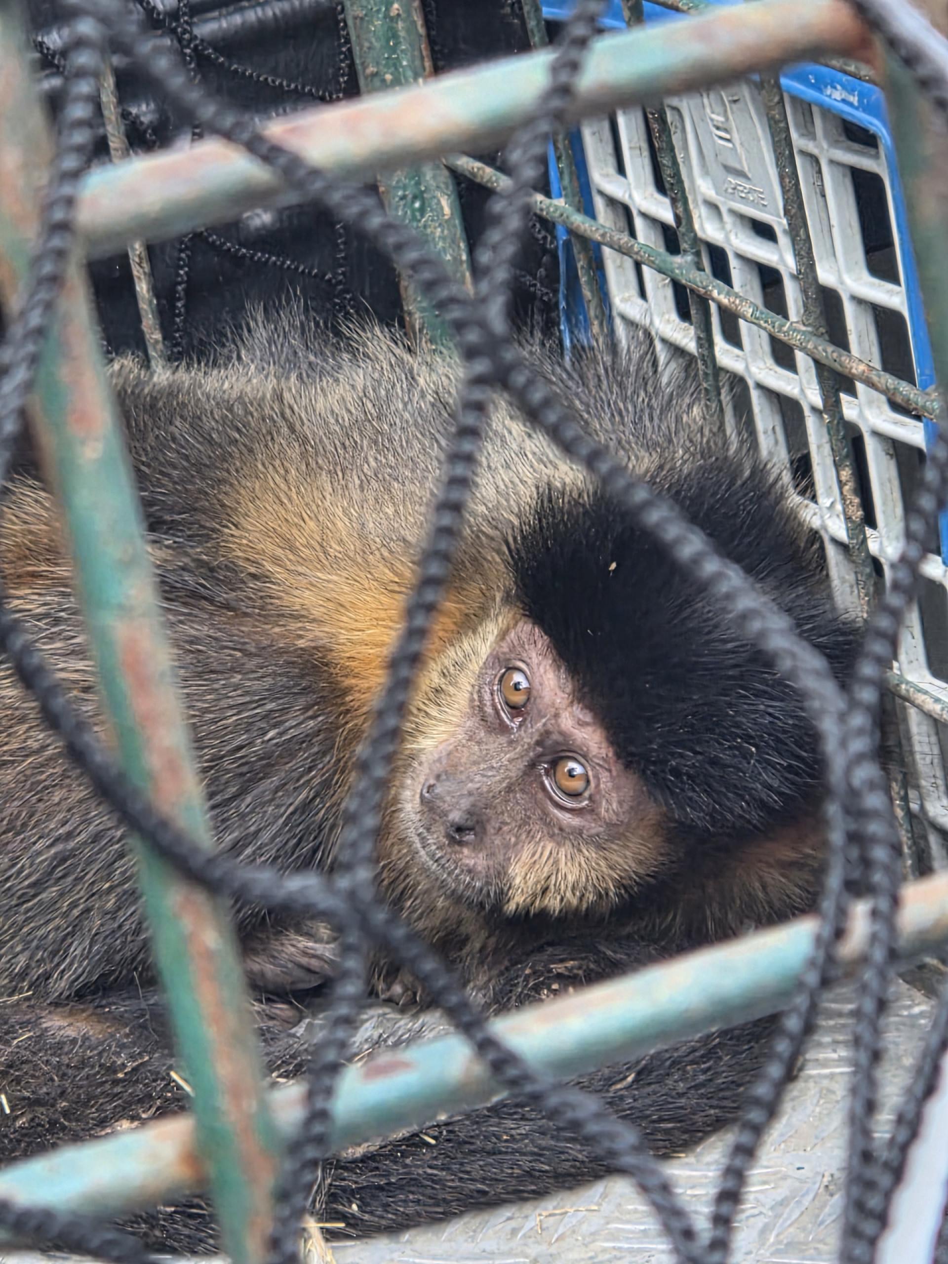 Macaco-prego foi resgatado na Floresta da Tijuca - Luciana Sposito / ICMBio 