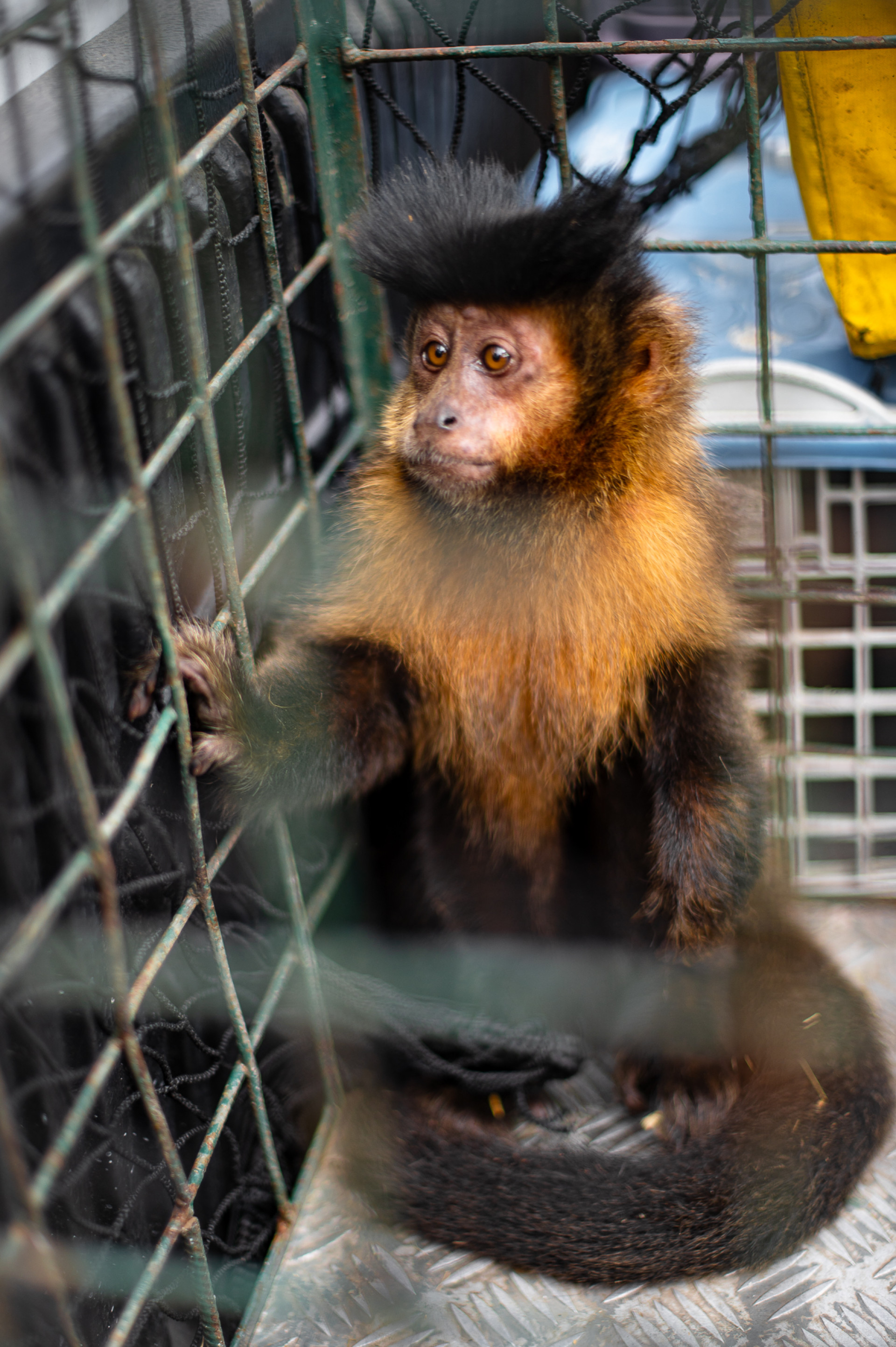 Macaco-prego sofreu traumatismo craniano antes do resgate - Luciana Sposito / ICMBio 