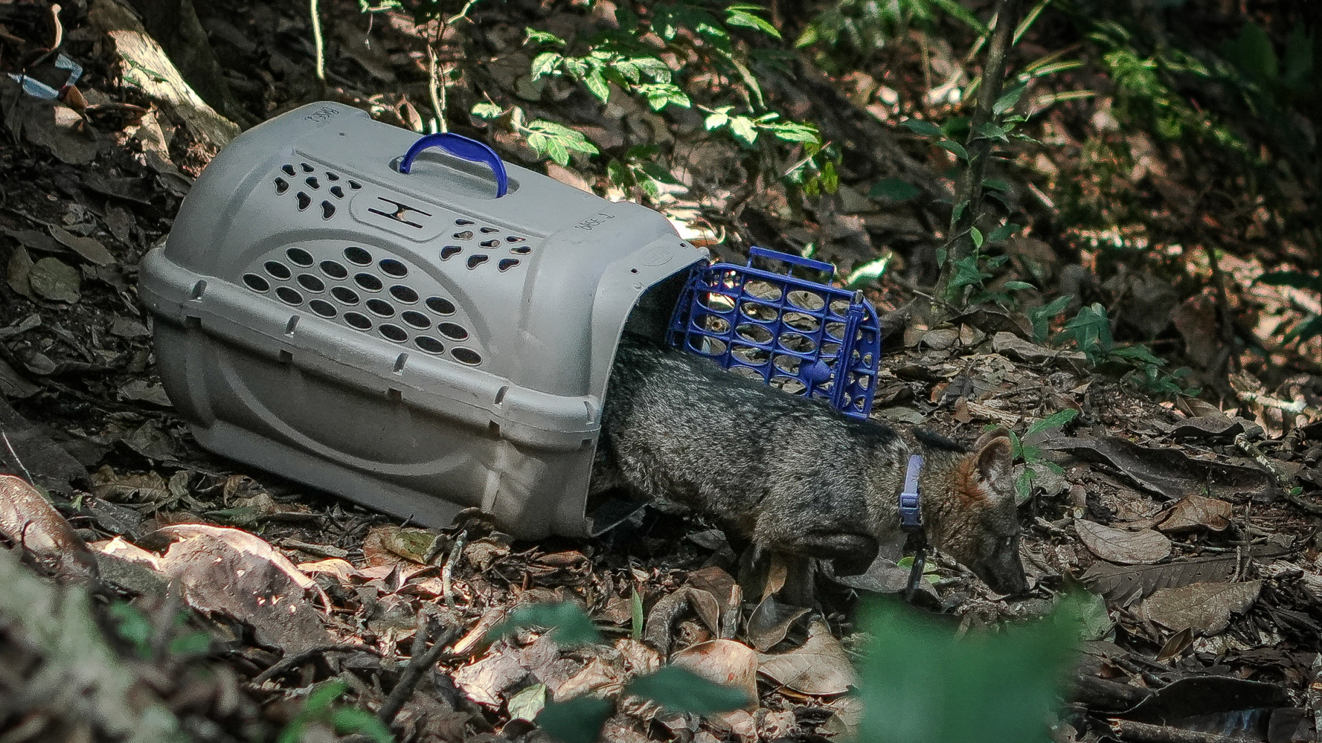 Animais passaram por atendimento veterinário - Matheus Janner / Prefeitura do Rio