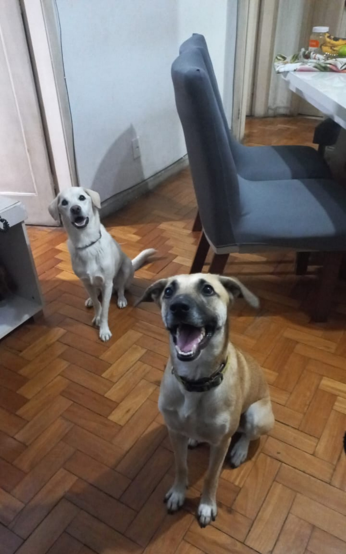 Rakan e Xayah são irmãos e levam alegria para tutora Rogéria