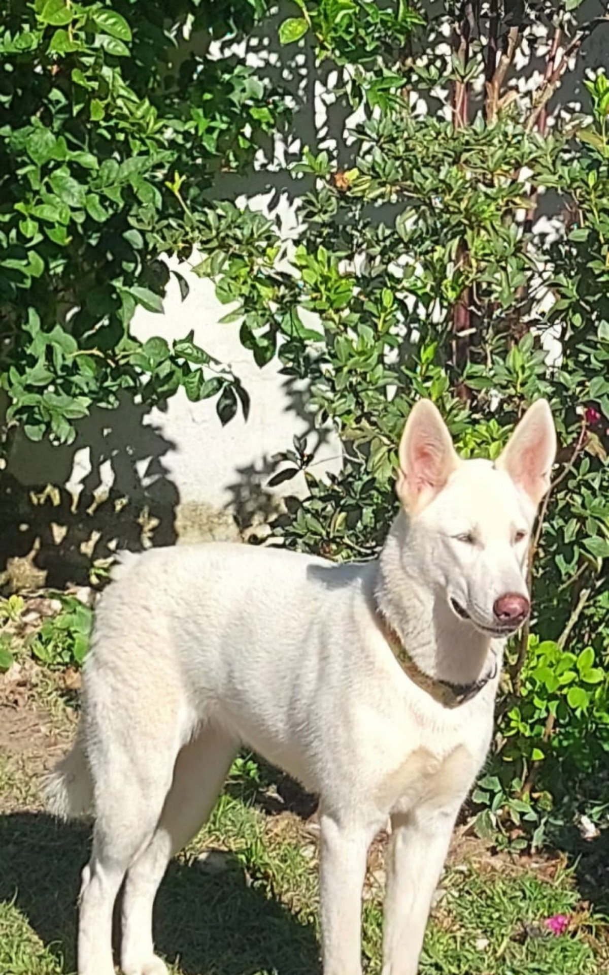 Amora é um dos cachorros de Sandra