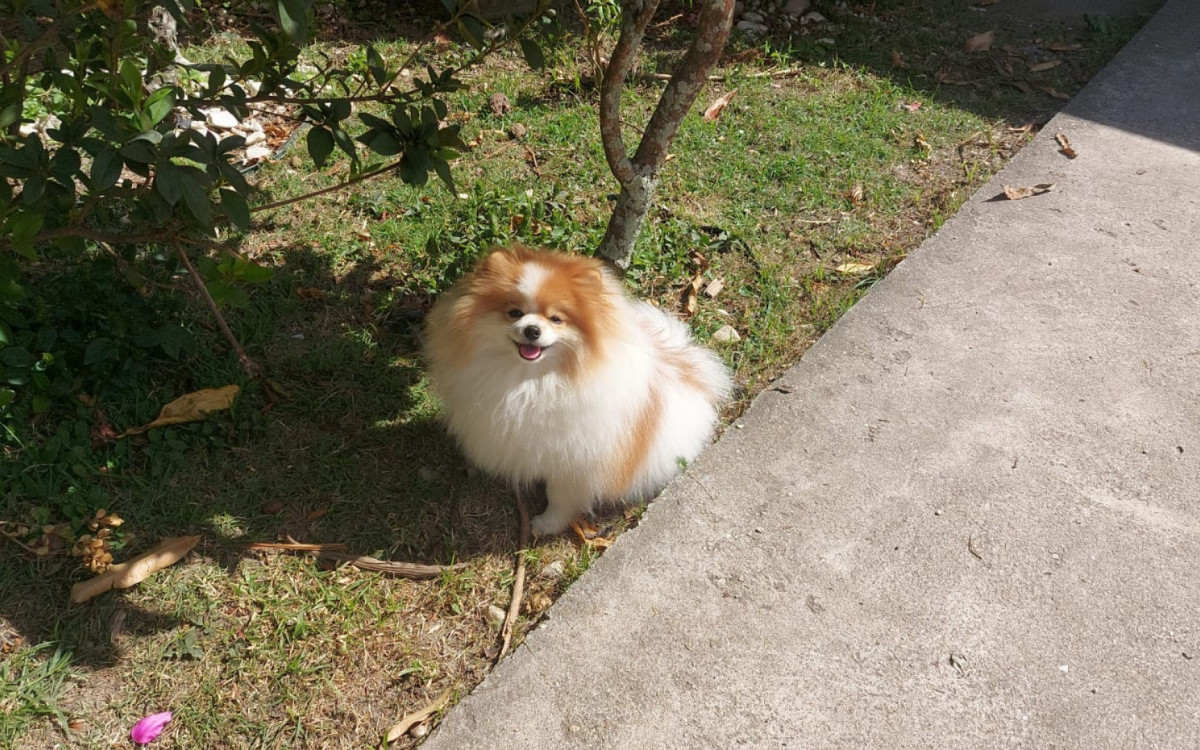 Fox é um dos cachorros de Sandra