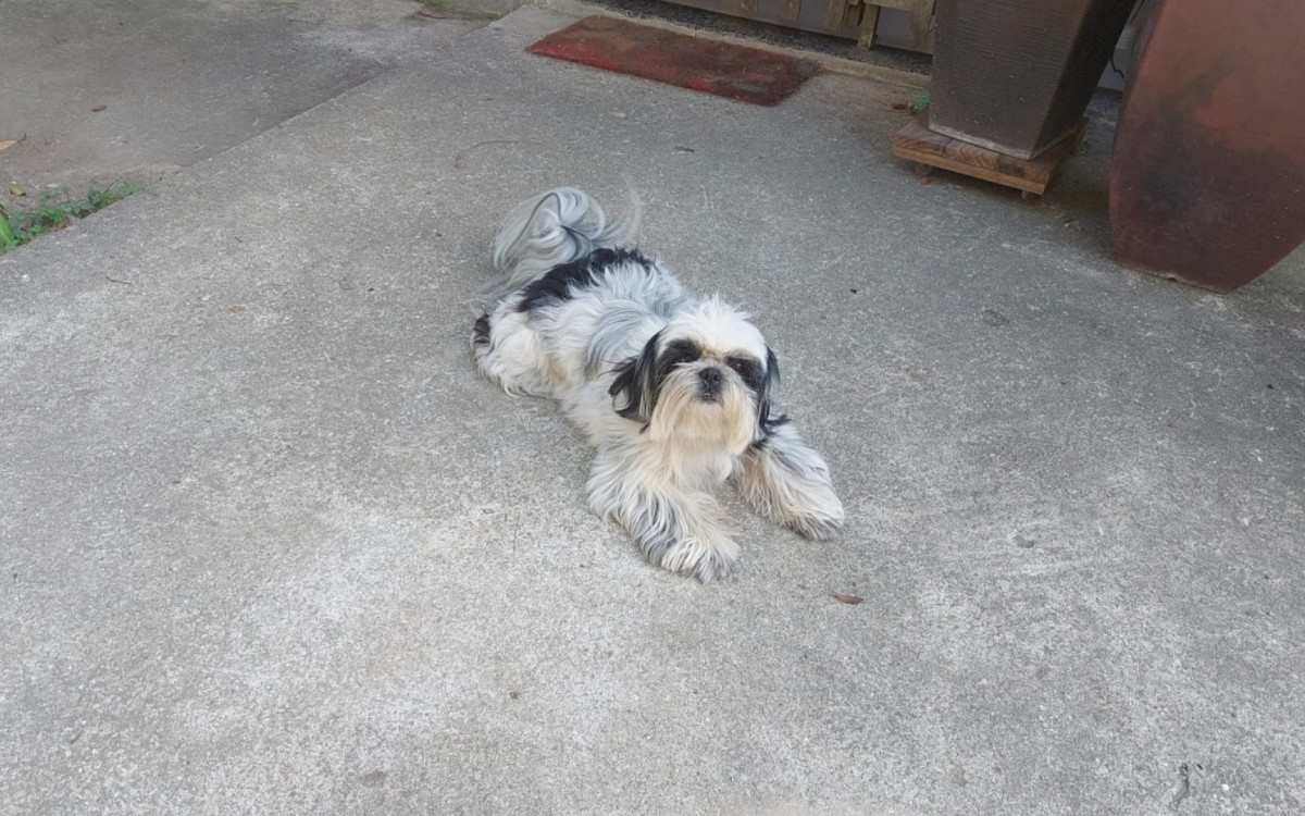 Sky é um dos cachorros de Sandra