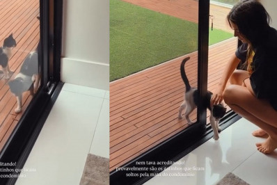 Jade Picon brinca após ter casa 'invadida' por gatos: 'É pra adotar?'