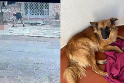 Tutora de cão morto a tiros na Tijuca diz que crime foi premeditado