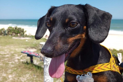 Dia Mundial do Cão: Tutores contam como pets mudaram suas vidas