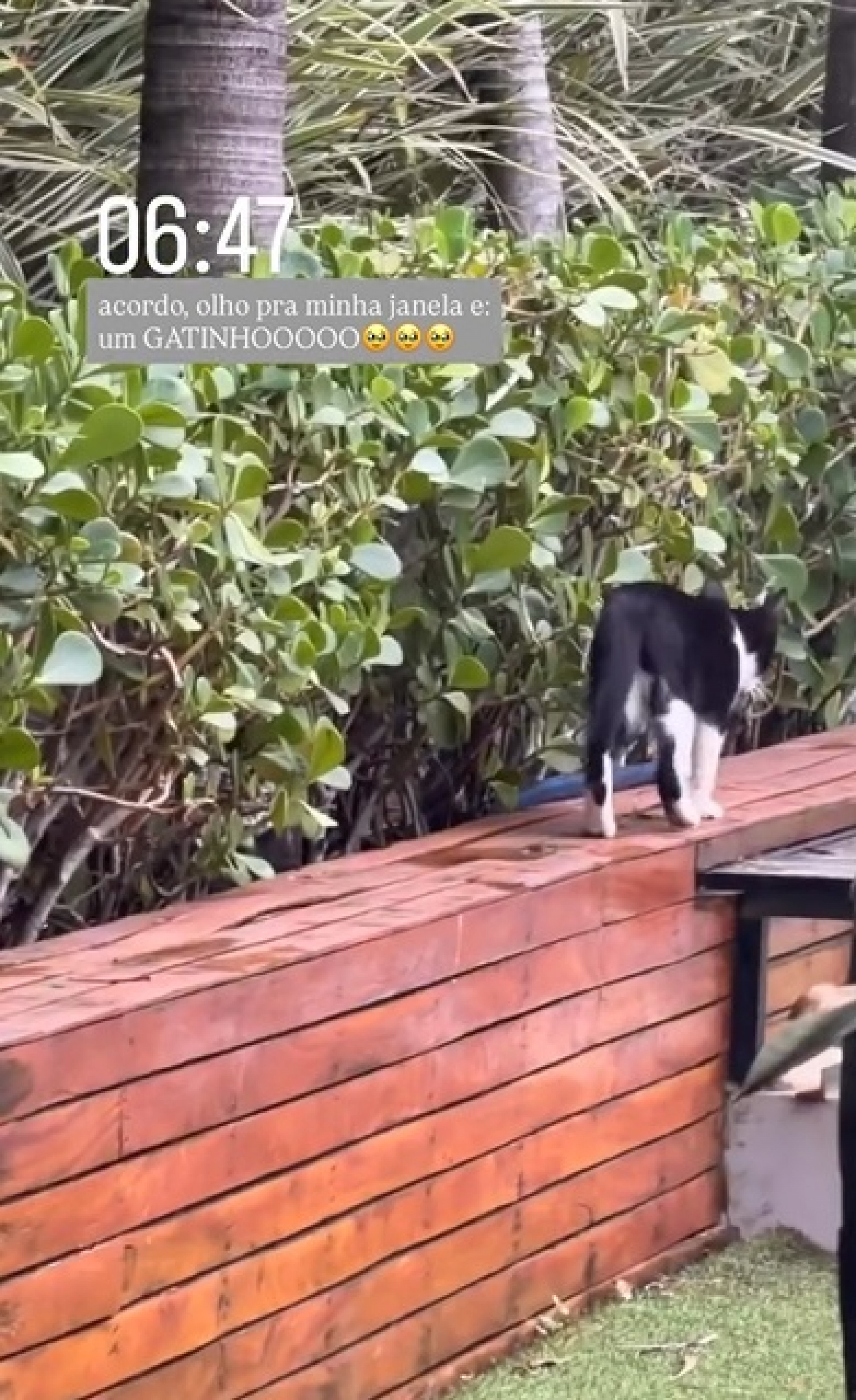 Jade Picon teve a mans&atilde;o 'invadida' por gatos - Reprodu&ccedil;&atilde;o/Instagram 