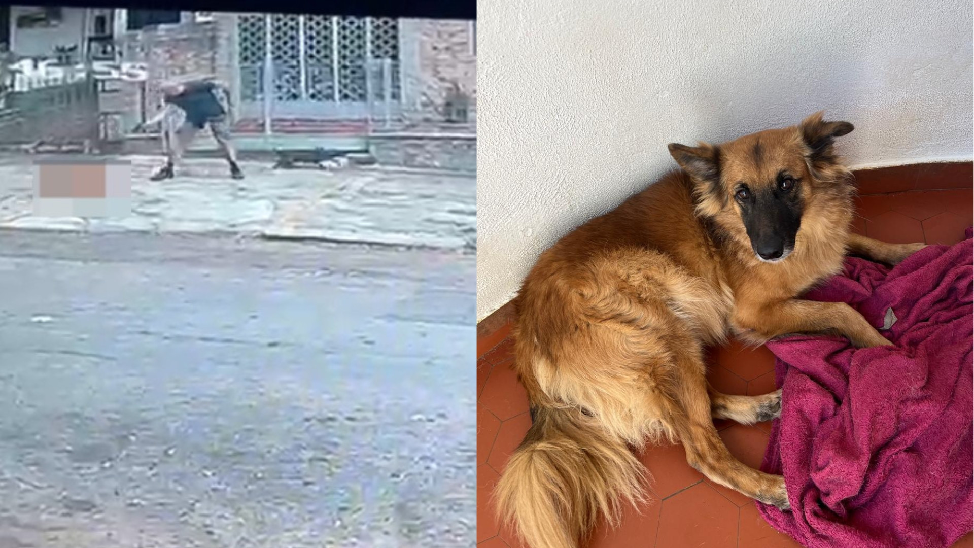 Cachorro Batata, de cinco anos, foi morto a tiros por um homem na Rua Sab&oacute;ia Lima, na Tijuca
