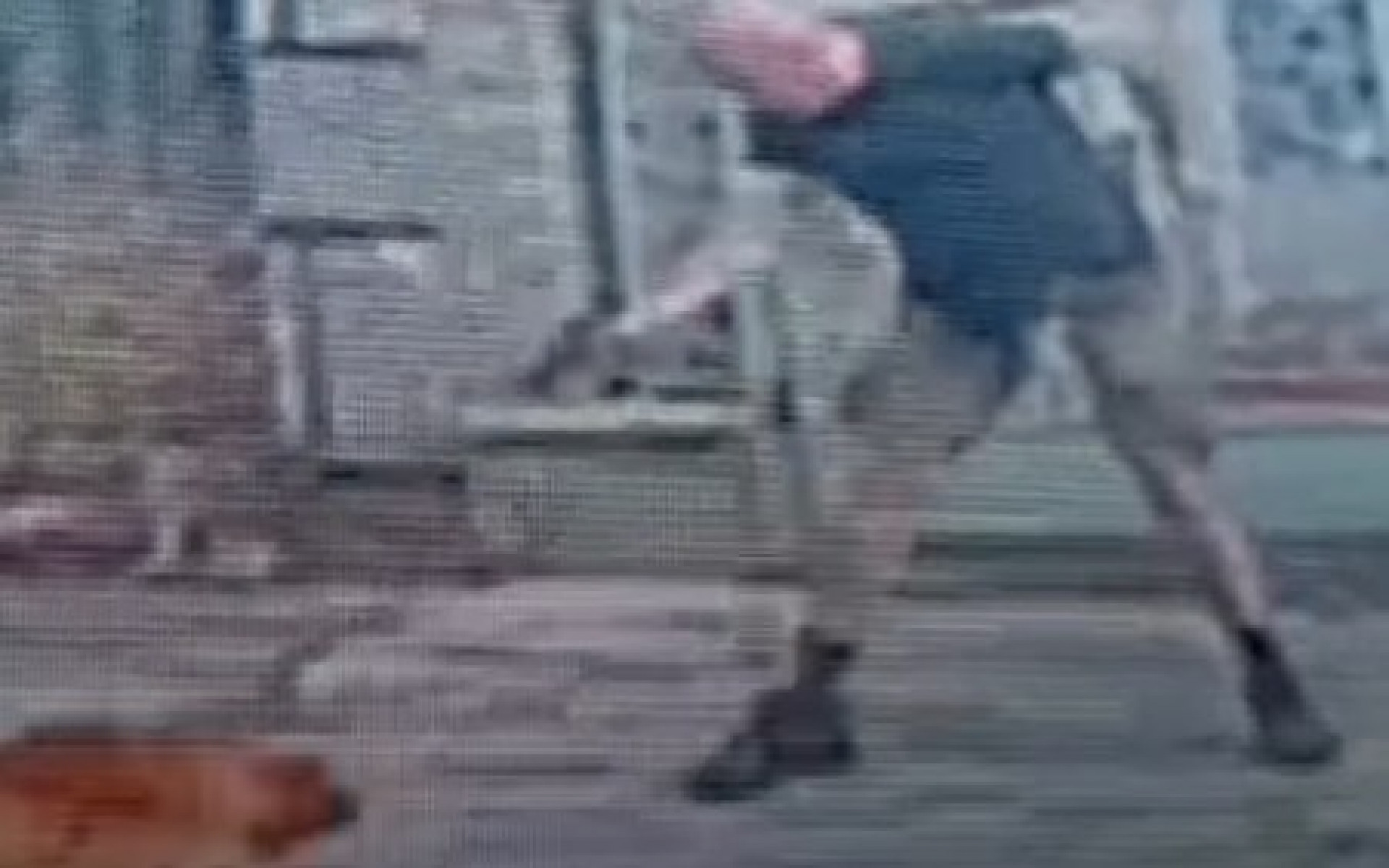Homem matou cachorro a tiros na Rua Sab&oacute;ia Lima, na Tijuca