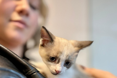 Feira de Adoção Pet reforça a importância dos vínculos entre animais e suas famílias