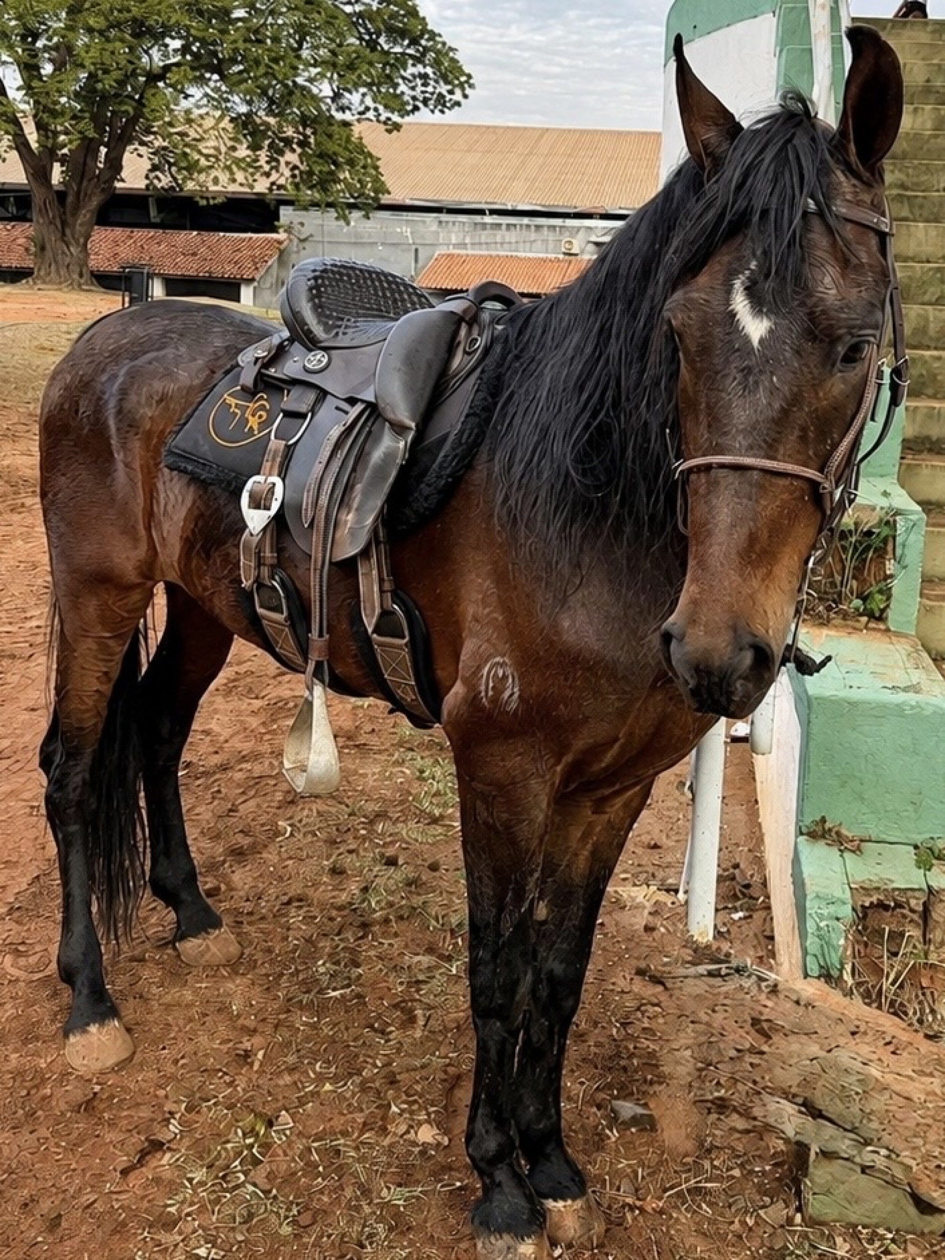 Zeus Cristo Redentor, Mangalarga Marchador de oito anos que será entregue de presente a Andressa Suita na Fazenda Bela Vista, em Bela Vista de Goiás - Haras Cristo Redentor