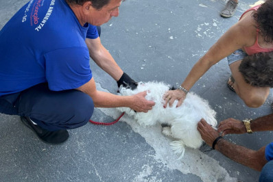 São Gonçalo vacina cães e gatos contra raiva neste sábado