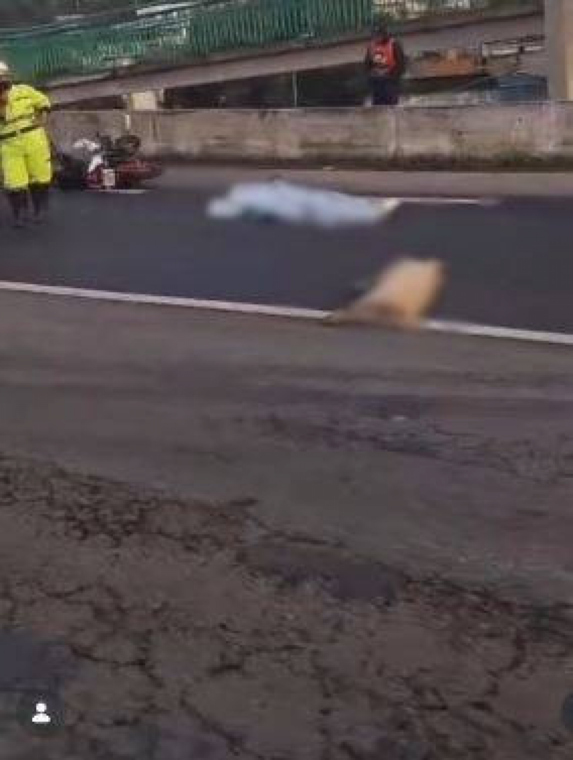 Motociclista e porco morreram na BR-101, em São Gonçalo