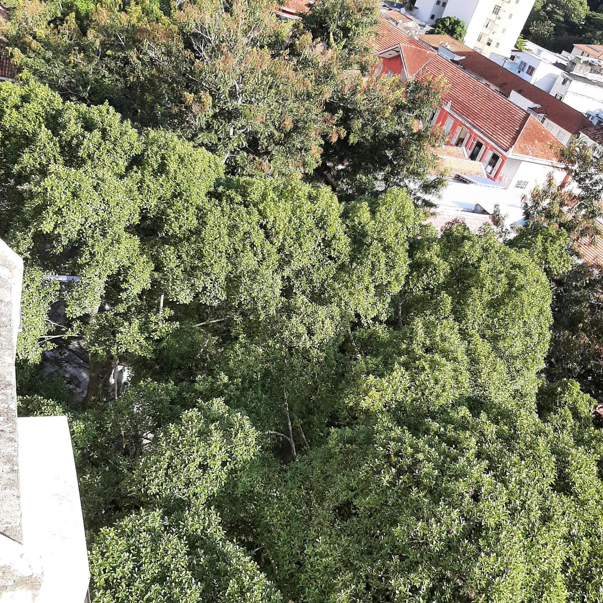 Antes da perda da vegetação, a rua era marcada pela presença das árvores - Fotos cedidas ao jornal O DIA