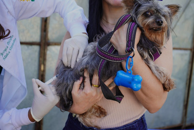 Volta Redonda imuniza mais de 5,6 mil cães e gatos na primeira etapa da campanha de vacinação antirrábica