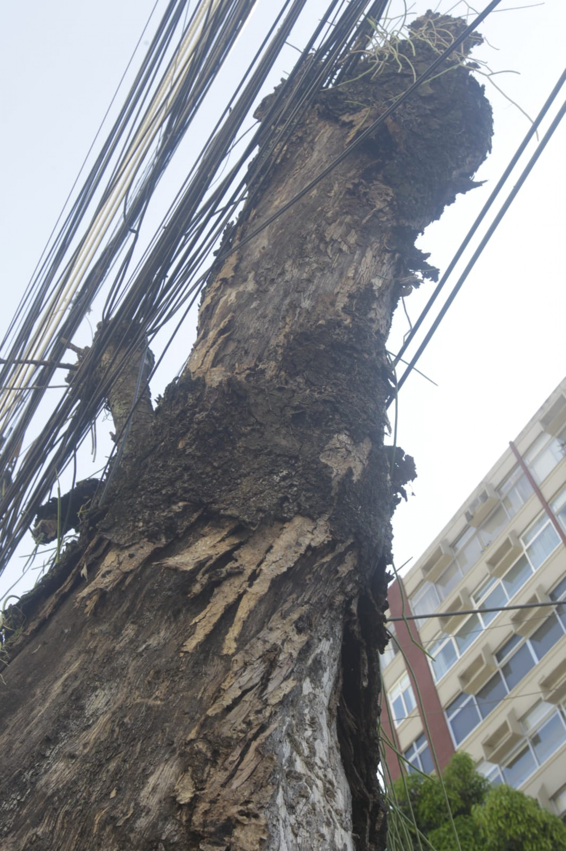 Perda da vegetação mudou a paisagem e o cotidiano da rua - Reginaldo Pimenta / Agência O DIA