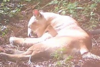 Onça-parda é vista aproveitando sol em parque de Nova Friburgo