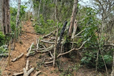 Força-tarefa contra desmatamento tem impacto histórico