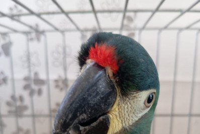 ASAS recebe 271 animais silvestres durante o mês de agosto