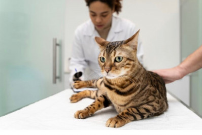 Diabetes felina ganha <br>nova opção de <br>tratamento oral diário
