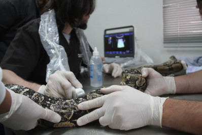 Dia da Defesa da Fauna destaca trabalho da ASAS na proteção de animais