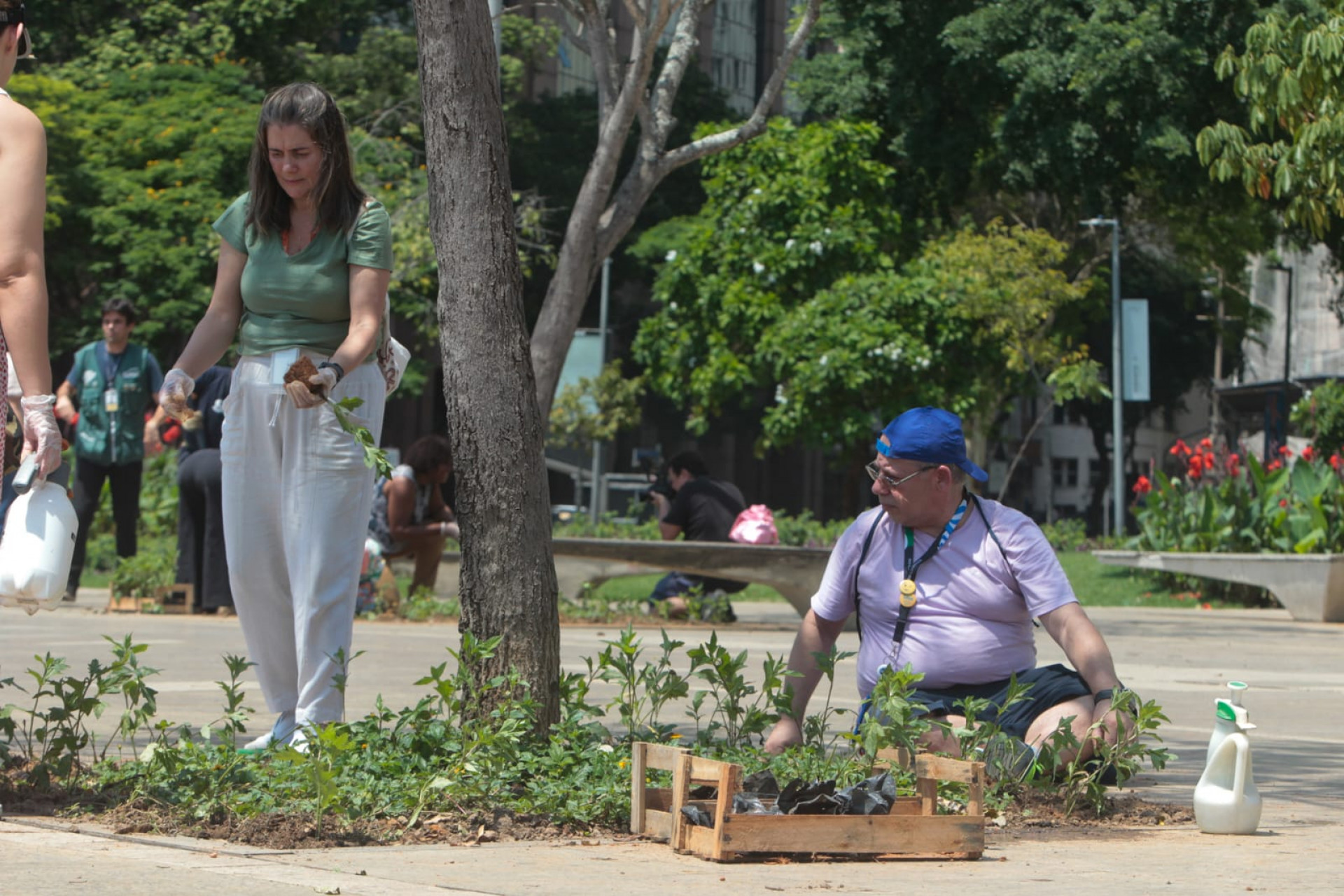 Praça Mauá recebe 1,2 mil mudas de vedélia - Reginaldo Pimenta / Agência O DIA
