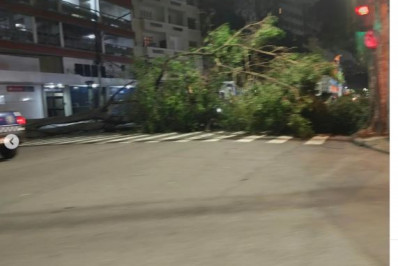 Chuva e ventania provocam quedas de árvores no Rio