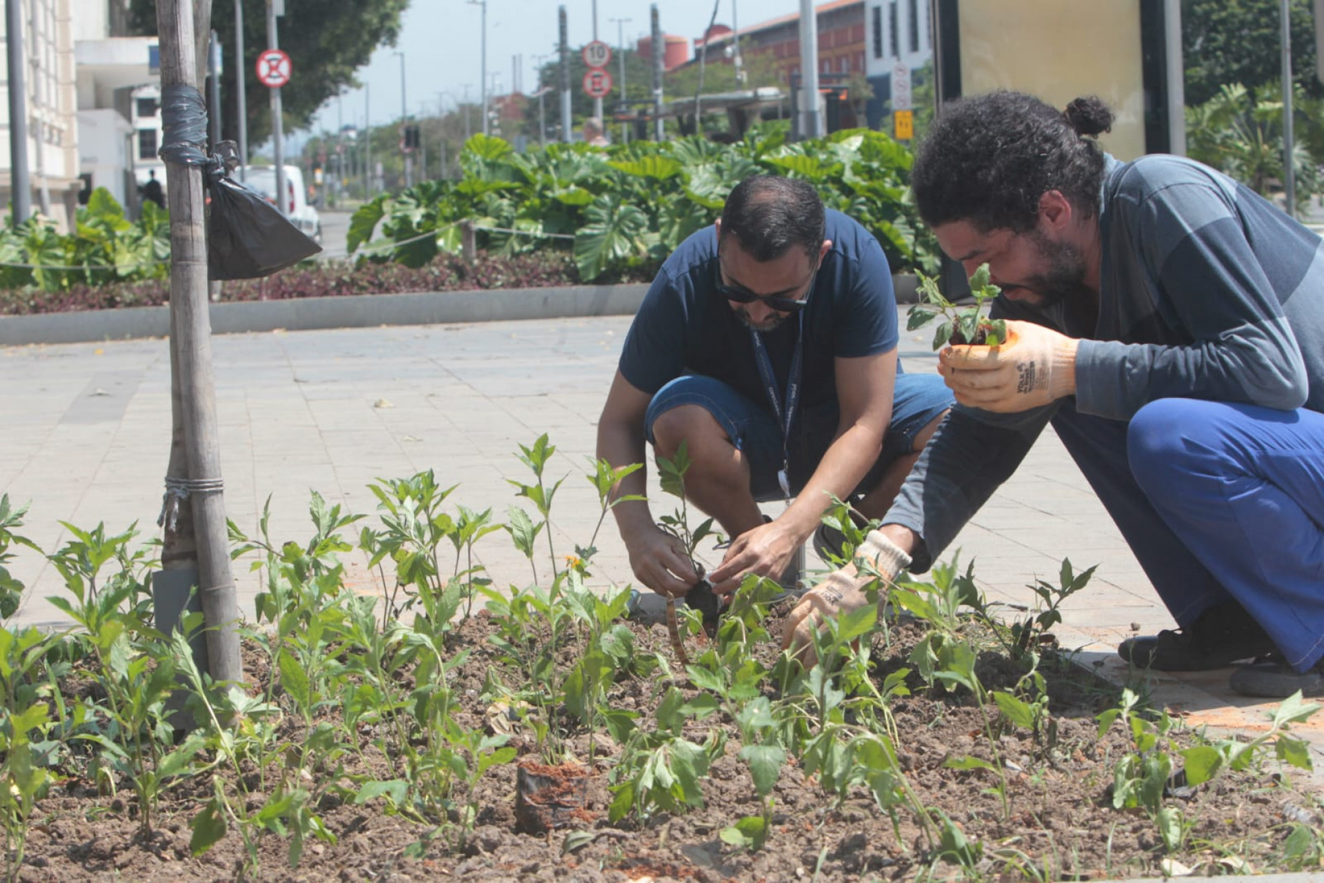 Colaboradores participam do plantio voluntário - Reginaldo Pimenta / Agência O DIA