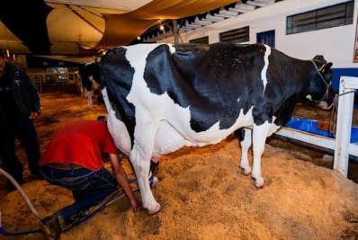 Santa Rita da Floresta se prepara para mais um Concurso Leiteiro