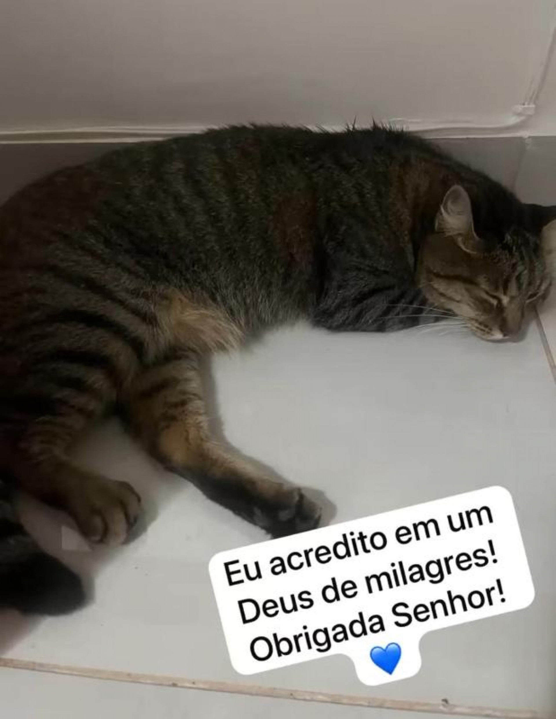 Família postou foto da gata, em casa, descansando após chegar do veterinário