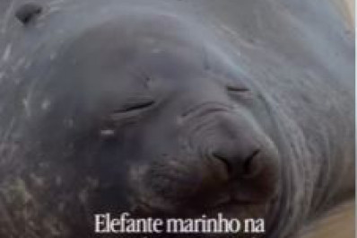 Vídeo: Elefante-marinho é flagrado na Praia de São Conrado