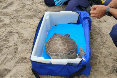 Tartaruga-verde será devolvida ao mar após reabilitação em Macaé