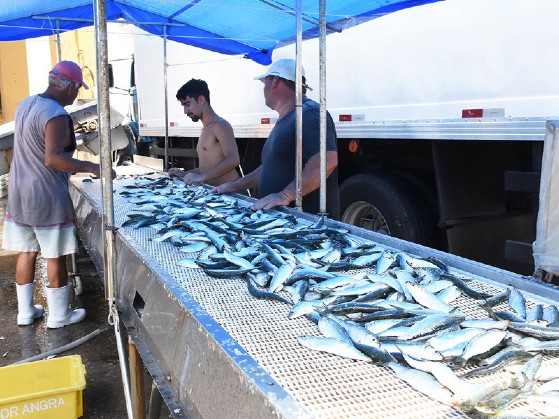 Ano passado foram capturadas 31 mil toneladas de sardinha - Divulga&ccedil;&atilde;o/PMAR