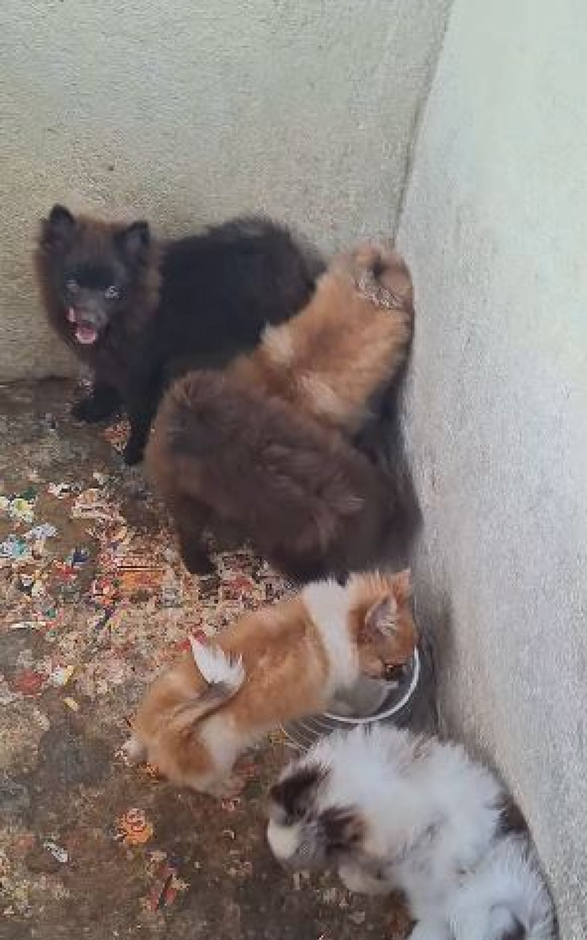 Suspeito de maus-tratos a cães é preso em canil clandestino em Bangu