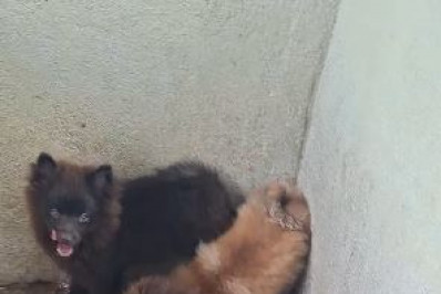 Suspeito de maus-tratos a cães é preso em canil clandestino em Bangu