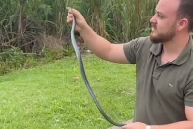 Serpente da espécie limpa-campo é resgatada no bairro Balneário em Araruama