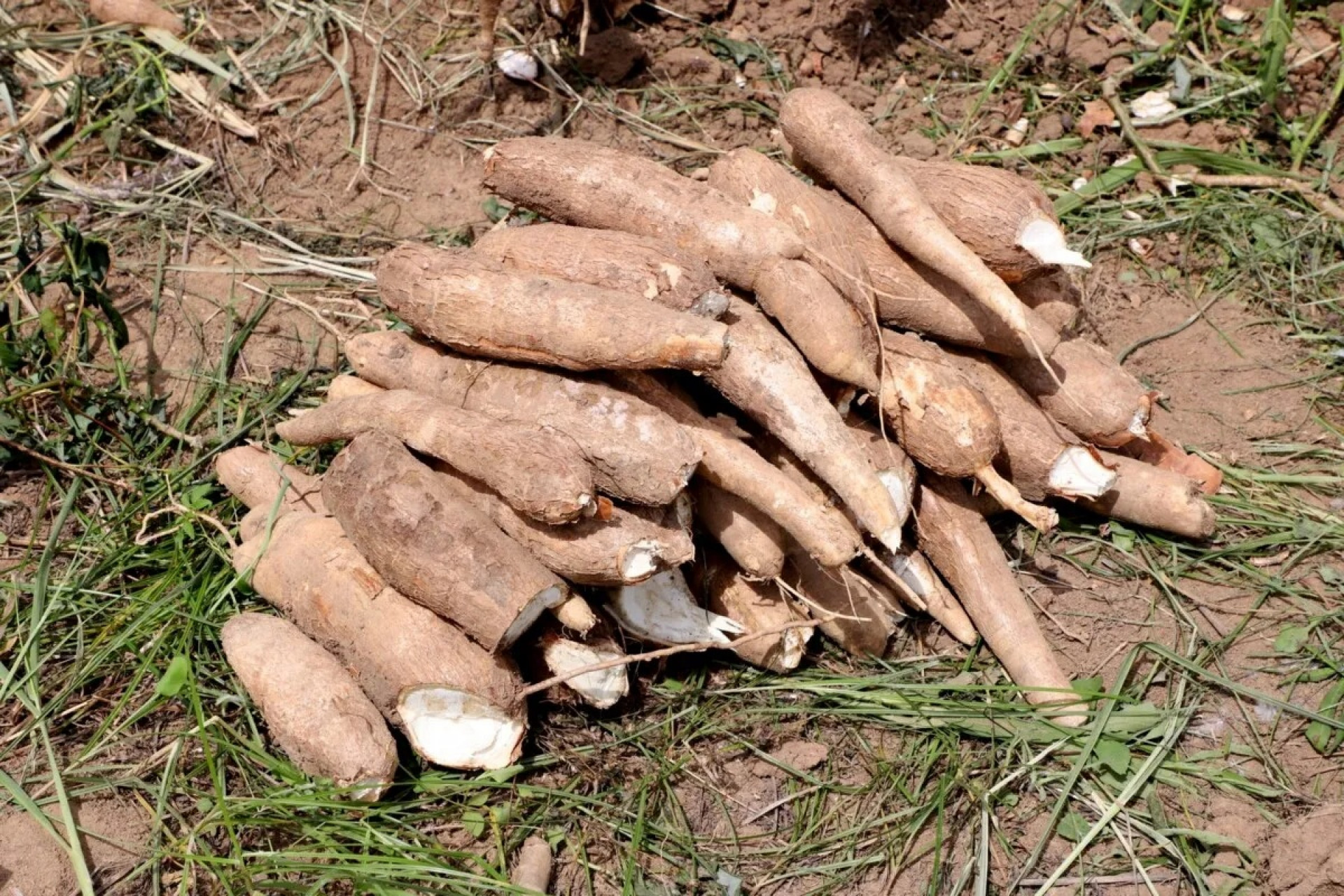 Pesquisadores da Embrapa e t&eacute;cnicos de Quissam&atilde; atuam no Horto Municipal Hermes de Souza para avaliar culturas adaptadas &agrave; regi&atilde;o - Foto: Reprodu&ccedil;&atilde;o